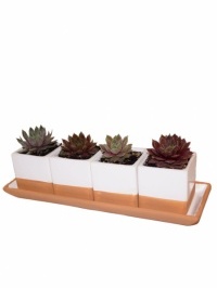 Succulent Combo