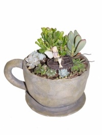 Fairy Tea Cup Succulent Garden