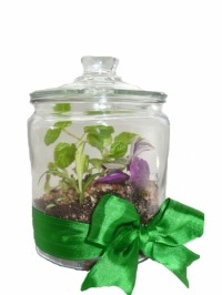 Petite Terrarium