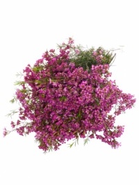 Waxflower Purple